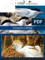 Introduction To Birding - Birding For Beginners PDF