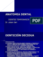 Anatomia Dental Temporales