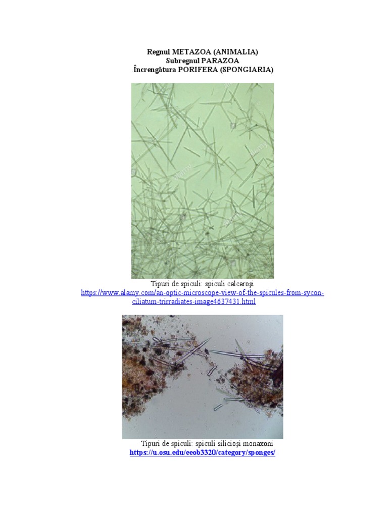 LP 3 spongieri imagini | PDF