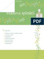 Maduva Spinarii