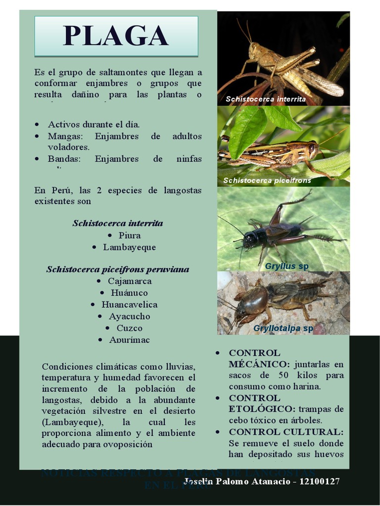 Plaga | PDF | Insectos | Perú