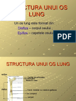 structura_unui_os_lung.ppt