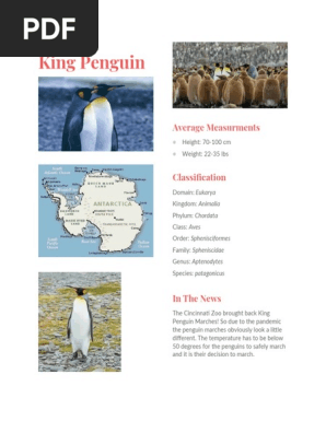 penguin