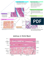 Histology of Skeletal Muscle and Characteristic