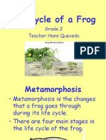 Life Cycle of A Frog: Grade 2 Teacher Hans Quevedo