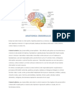 Anatomia Creierului