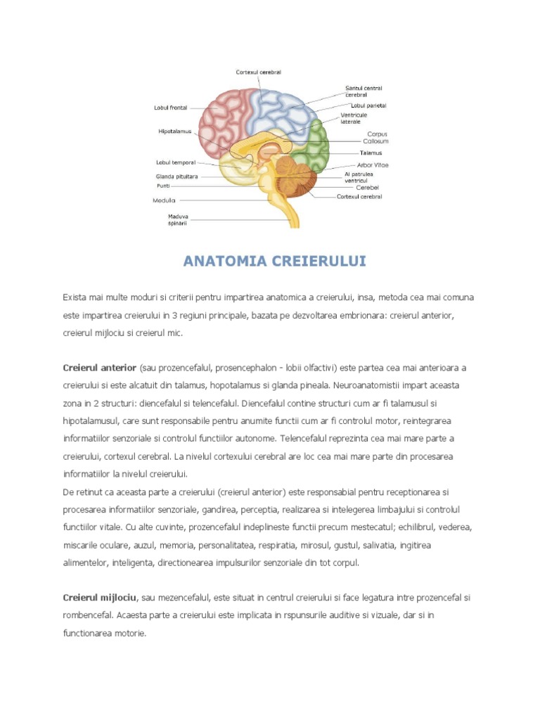 Anatomia Creierului | PDF