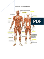 Los músculos del cuerpo humano (1)