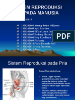 Reproduksi Manusia