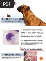 Toma de Muestra de Sangre en Cerdos | PDF | Sangre | Vena