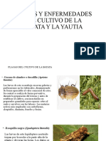 Control de plagas y enfermedades en batata y yautia