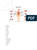 Major Organs and Body Parts of the Human Body