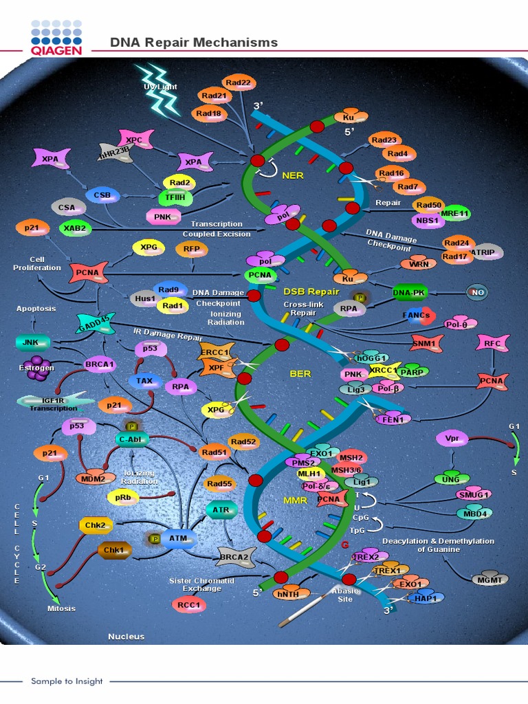 DNA Repair Mechanisms Overview | PDF | Dna Repair | Macromolecules