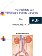 Struktur makroskopis dan mikroskopis traktus Urinarius