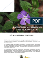 Tejidos Vegetales Clase 2019 (1)