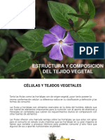 Tejidos Vegetales Clase 2019