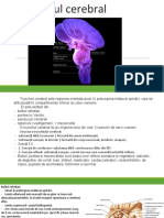 Trunchi cerebral.pdf
