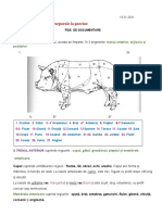 Regiunile Corporale PORCINE