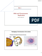 Lecture III-2 DNA and Chromosome Structures