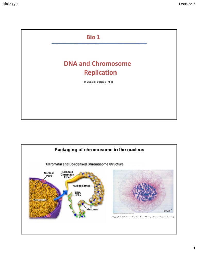 Lecture III-2 DNA and Chromosome Structures | PDF | Dna Replication ...