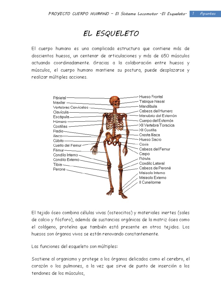 El Esqueleto Humano: Funciones y Estructura | PDF | Articulación