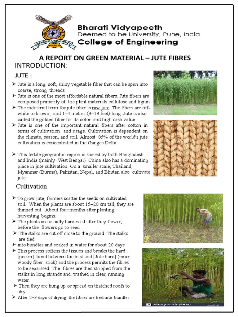 Jute Fiber: Cultivation and Applications | PDF | Textiles | Fibers