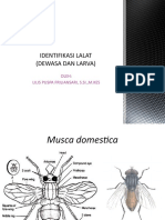 IDENTIFIKASI LALAT (Dewasadanlarva)