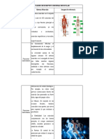 Cuadro Descriptivo Sistema Muscular