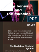 The Bones and The Muscles