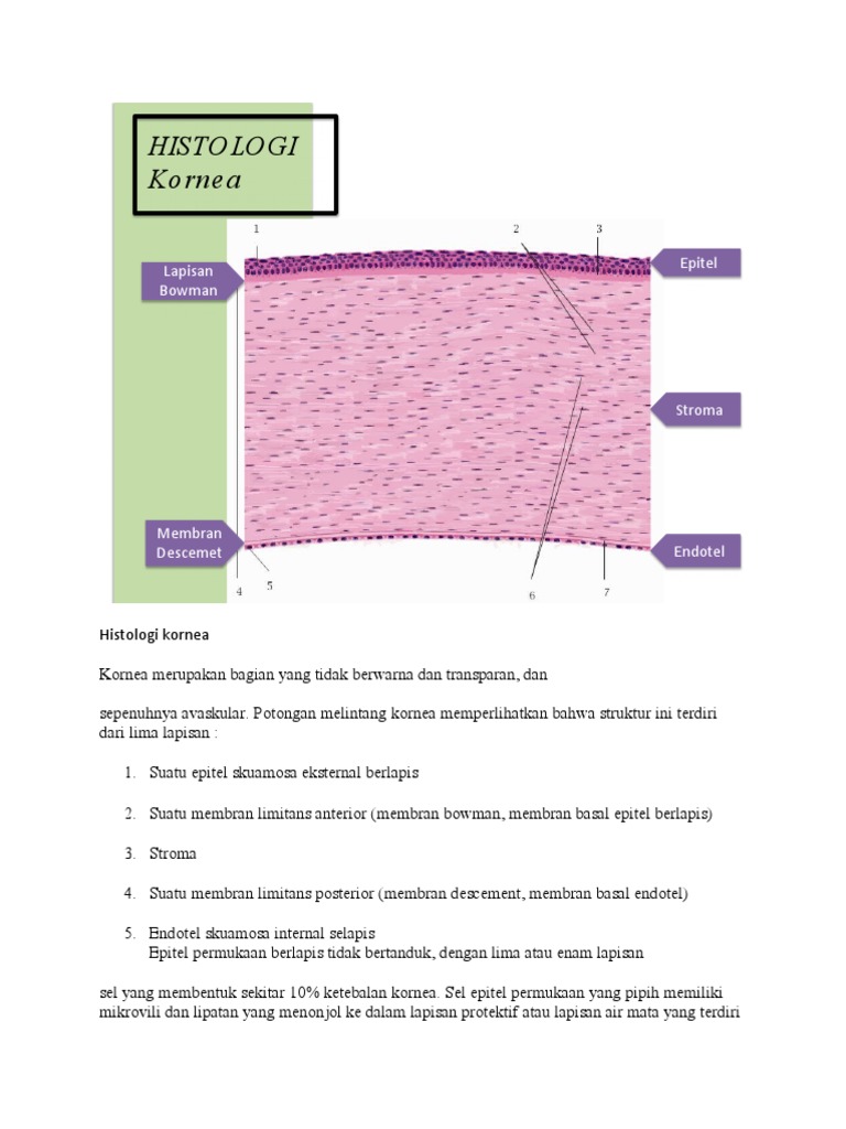 BLOKSS - Histologi Kornea - Innaa | PDF