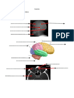 Exercício neuro 1