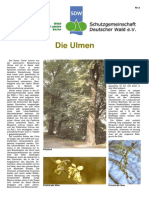 Die_Ulme.pdf