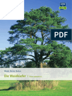 Die_Waldkiefer.pdf