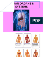 Main human organ systems and their functions