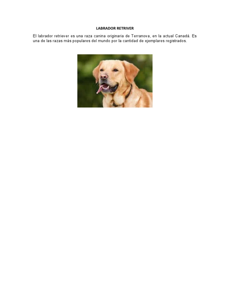 Labrador Retriver | PDF