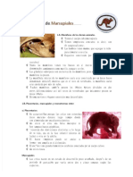 (PDF) Especialidad de Marsupiales