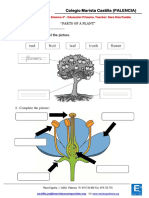 Activity 2 - Parts of A Plant