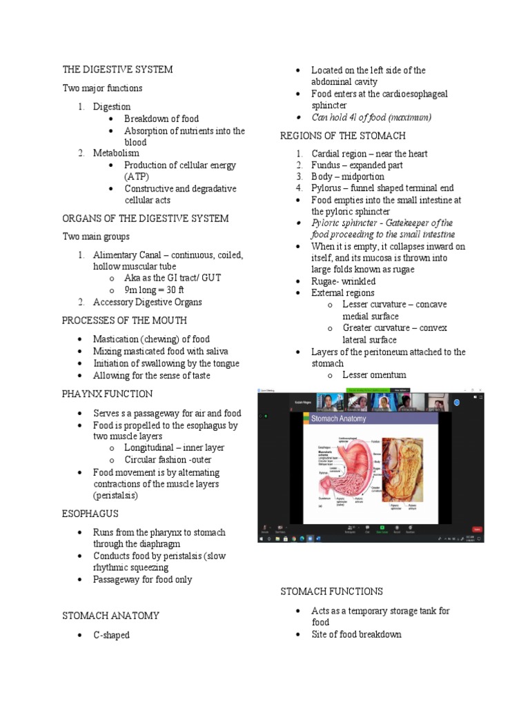 The Anatomy and Functions of the Digestive System: A Comprehensive ...