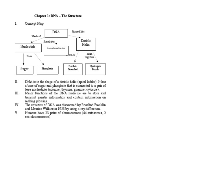 DNA Structure and Function Overview | PDF