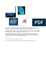 Résumer Les Protozoaires