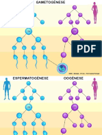 Gametogénese