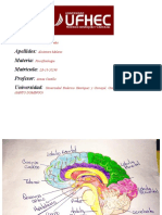 estructura cerebral.docx