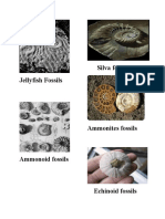 fossils