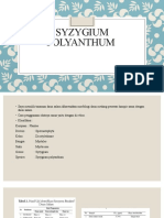 Syzygium Polyanthum