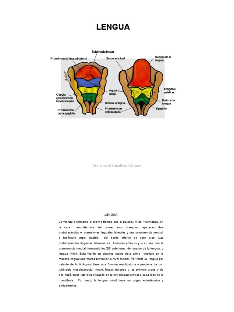 Anatomía y Función de la Lengua | PDF | Lengua | Órganos sensoriales