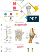 Anatomia Radio Por Carlos Andres Garcia 1 Downloable PDF