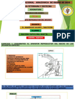 Practic 3 Aparato Reproductor Del Macho-2