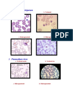 MORFOLOGI PLASMODIUM