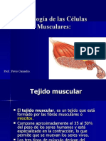 tejido muscular