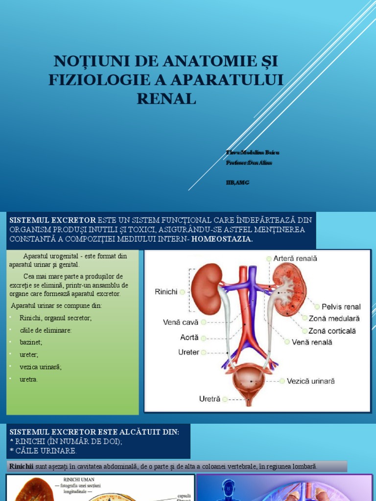 Proiect Anatomia Si Fiziologia Sistemului Renal | PDF